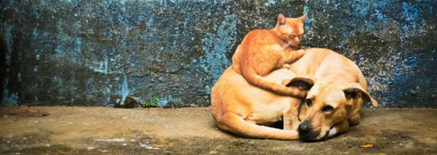 Ley Cholito: No abandones ni maltrates a tu mejor amigo Ley Cholito: No abandones ni maltrates a tu mejor amigo