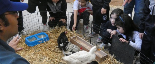 Mini Granja Educativa visita el TDG Lo Prado y permite que niños y niñas conozcan diversas especies de animales